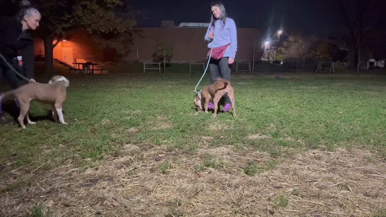 Serendipity, a ADOPTABLE Pit Bull Terrier in Chicago, IL video 4/4