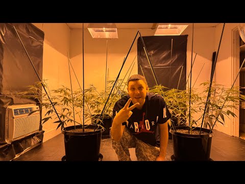 Nevil's Haze 3: Day 7 Flower out of 105 Days 🍿