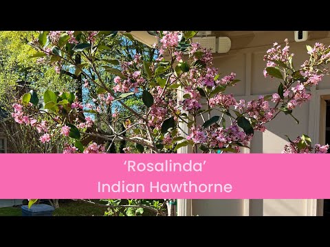 ‘Rosalinda’ Indian Hawthorne