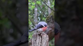 Download lagu Wow Cute Little Bird #shorts EP5 mp3 Download lagu Wow Cute Little Bird #shorts EP5 mp3