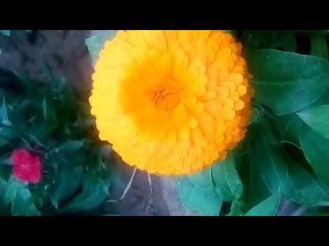 #mostbeautifullflowers#kitchenvlog||many different varieties of flower|| happy see greenkiayre 🌹