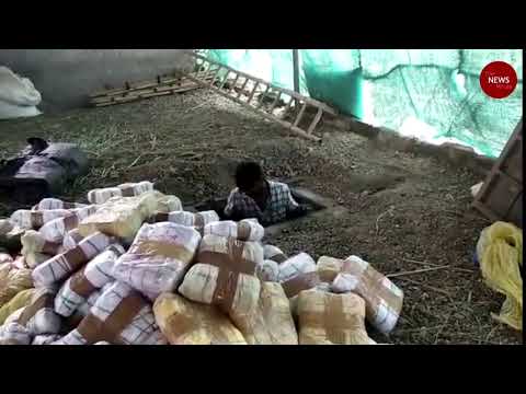 Bengaluru cops seize 1350kg ganja from goat farm