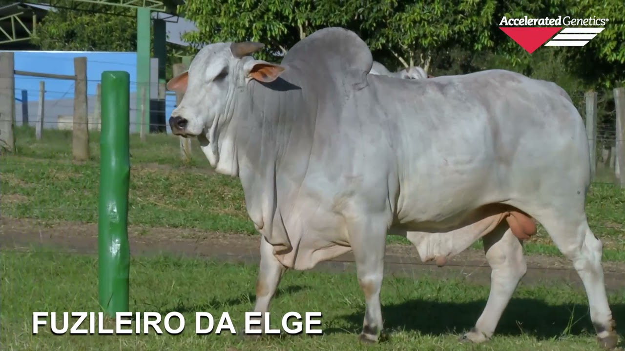 Vídeo FUZILEIRO DA ELGE