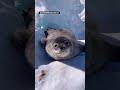 Who knew baby seals were THIS cute… and the little sounds 🥹