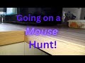 Mouse Hunt