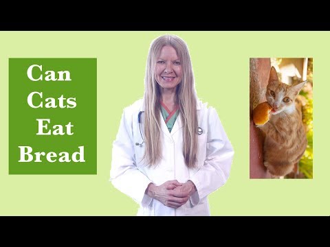 Can Cats Eat Bread? Find out the truth (2019)
