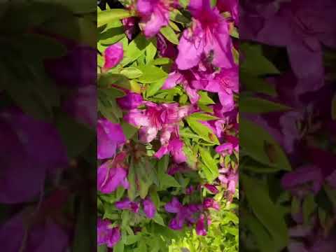 ミツバチの好きな花のリスト: 花粉媒介者を引き寄せる 20 以上の蜂蜜植物!  庭園