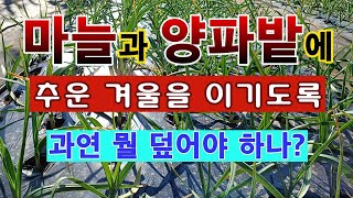 [텃밭농부.860]  마늘과 양파밭에 추위에 견디도록 뭘 덮어야 하나? #마늘재배 #양파재배
