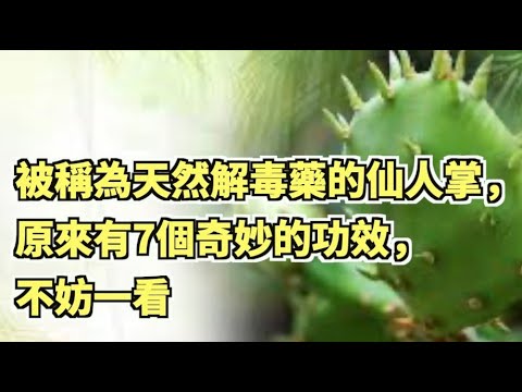 仙人掌功能