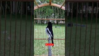 Download lagu Kacer Balon Ngunci Bagong Sambil Bunyik#shorts mp3 Download lagu Kacer Balon Ngunci Bagong Sambil Bunyik#shorts mp3