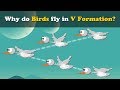 Why do Birds fly in V Shape? | #aumsum #kids #science #education #children