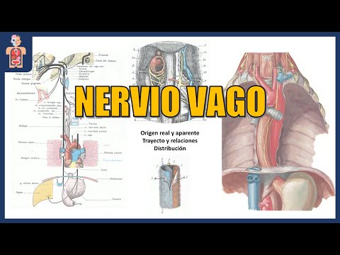 NEUROANATOMÍA - NERVIO VAGO (ORIGEN REAL, APARENTE, TRAYECTO Y RELACIONES)