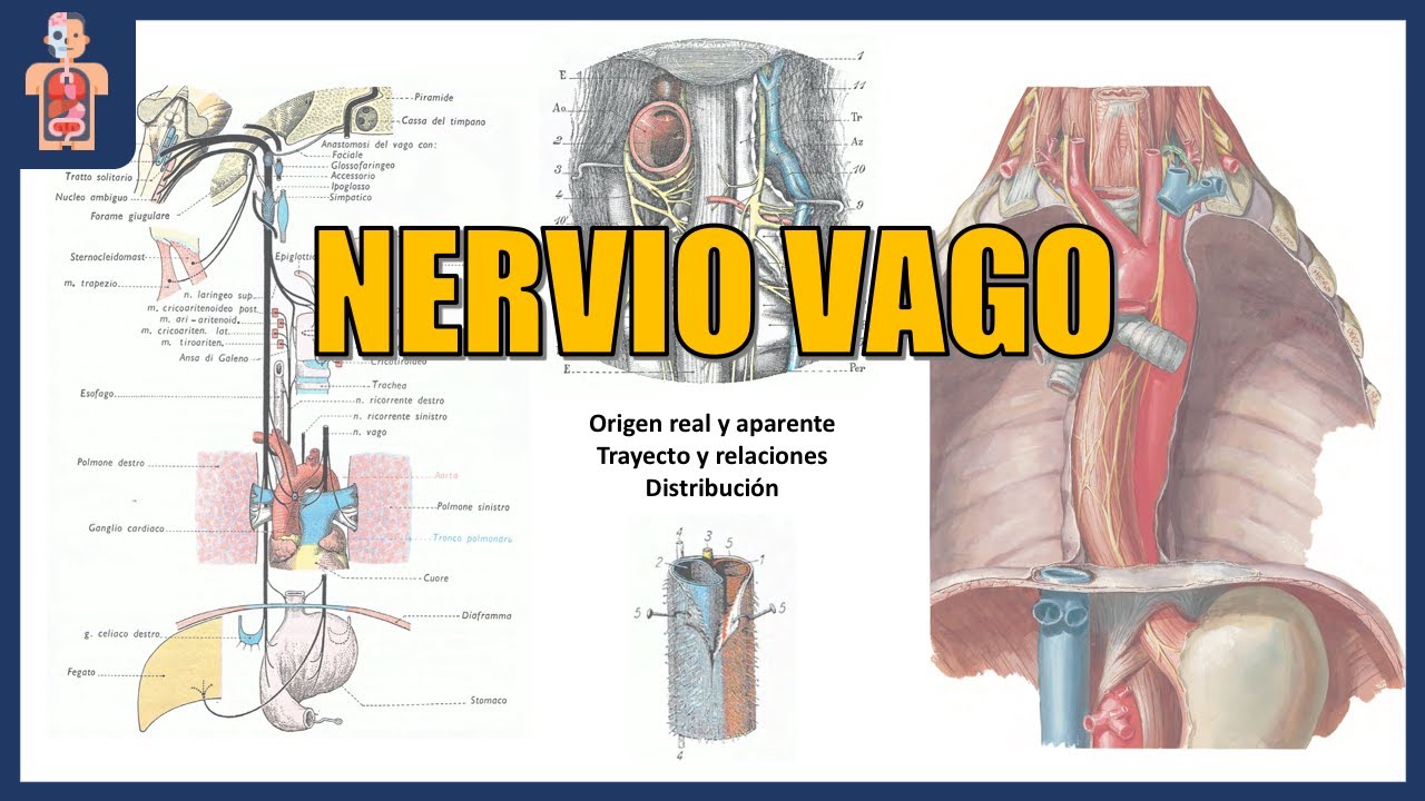 NEUROANATOMÍA - NERVIO VAGO (ORIGEN REAL, APARENTE, TRAYECTO Y RELACIONES)