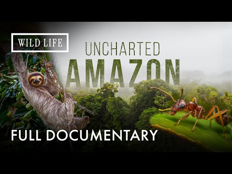 Amazon Awakens: Animals Dance with the Storm | Uncharted Amazon | Full Documentary