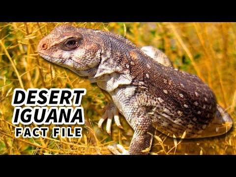 Desert Iguana Facts: they like it HOT 🔥 Animal Fact Files