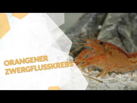 🦞Der Orangener Zwergflusskrebs CPO | ein wunderschöner Zwergkrebs für dein Aquarium