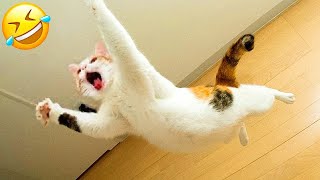 The Funniest Dogs and Cats Videos 2024 To Crack You Up All Long Day