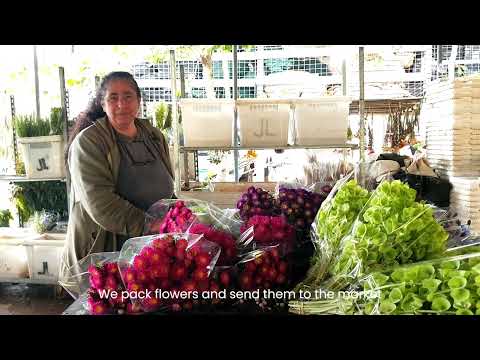 Growing 80% of Lebanese flowers locally زراعة الزهر في لبنان  80% من الزهور اللبنانية تنتج  محلياً