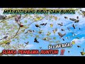 Suara Pikat Burung Kutilang Vs Burung Kecil MP3 Ini Cocok Buat Nipu