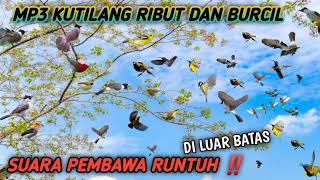 Download lagu suara pikat burung kutilang vs burung kecil! MP3 ini cocok buat nipu mp3