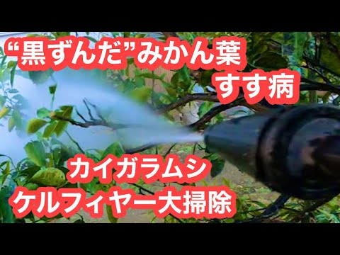 園芸 すす状のカビ、黒くてベタベタした葉