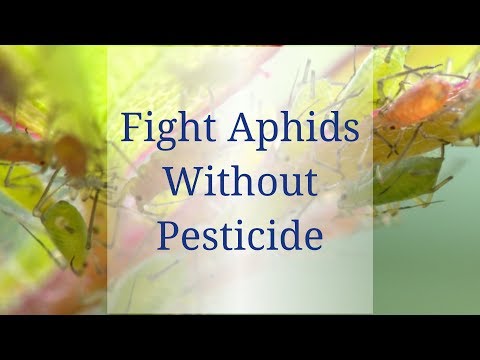農薬を使わずにアブラムシを防除する