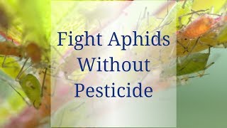 Control Aphids without Pesticide
