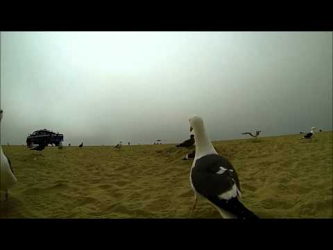 Seagulls Scream Pollo Loco