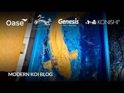 Modern Koi Blog #5961 - Valentina und Frank bekommen neue Traumkoi