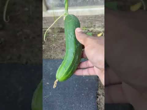 When to harvest cucumbers | The Perfect time | Quick Harvesting and Tips| #cucumber