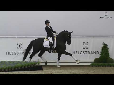 Iron by Ibiza / Hohenstein - stallion born 2017 (GER)