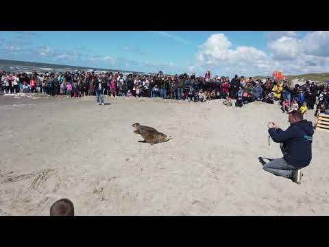 Zeehondenvrijlating op het strand van Callantsoog