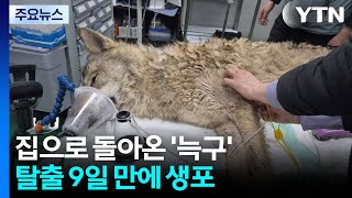 대전 탈출 '늑구' 9일 만에 생포...건강 이상 없어 / YTN