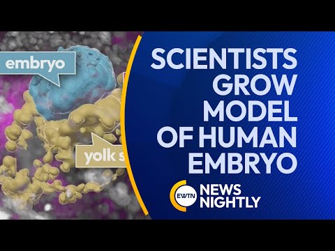 Scientists Grow Model of Human Embryo Without Sperm or an Egg | EWTN News Nightly