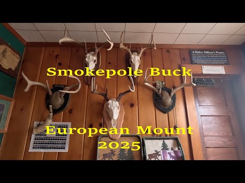 Smokepole Buck 2025 turned into European Mount