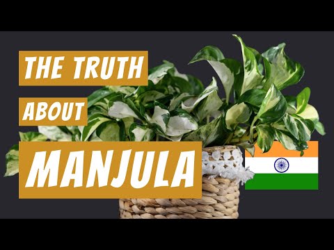 Manjula Pothos & Hansoti14 - The true origin story | Pearls & Jade Comparison