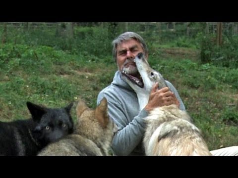 Raubtiere hautnah: Unter Wölfen | DER SPIEGEL