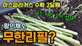 아스파라거스 무한리필? 1년내내 키워먹는 작물 아스파라거스 수확 2달째 아스파라거스 수확 및 재배방법 아스파…