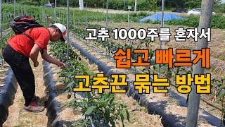 고추끈 매는법 /고추끈 단단히 고정하기 / 고추끈 쉽게 작업하는 꿀팁 / 고추끈 묶는 방법 / 1000주 고…