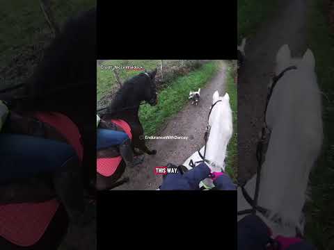 Two horse riders had an incident with 7 dogs! #horse #dog #horseriding #equestrian #animals #pets