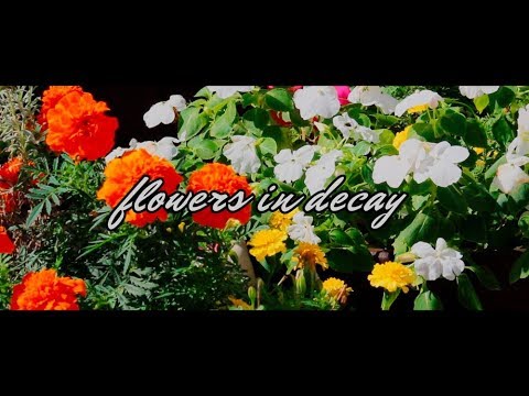 zamir - flowers in decay (w/ importmedia)