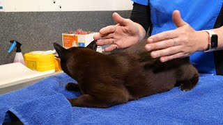 Checking a Resting Breathing Rate in your Cat
