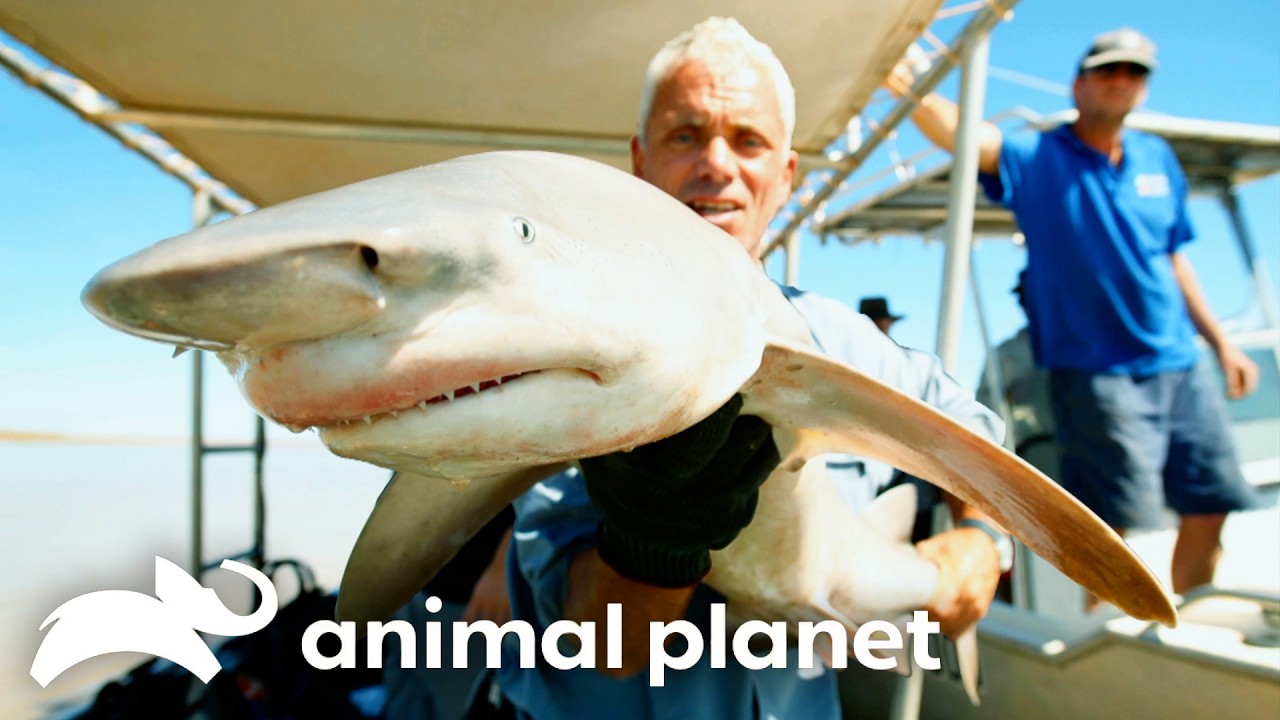 The DEADLIEST Creatures of SEASON 4 | River Monsters | Animal Planet
