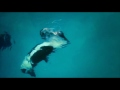 Blackfish Movie Clip - Kasatka and Ken Peters