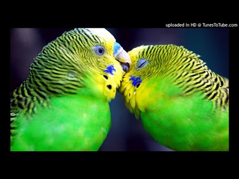 Damian Conac - brau Banatean de joc Veche muzica