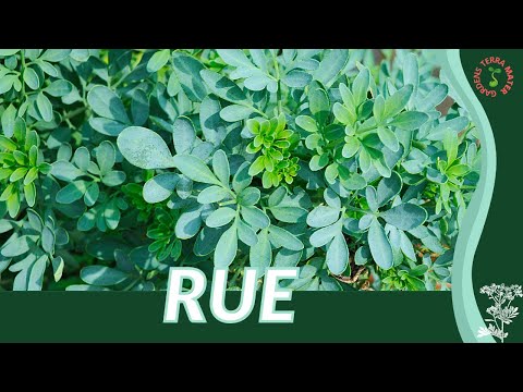 RUE Growth, Growing and Care Tips! (Ruta graveolens)