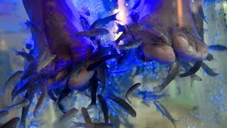 Fish Pedicure in Mexico Cancun - BAD FEET 🇲🇽🐟
