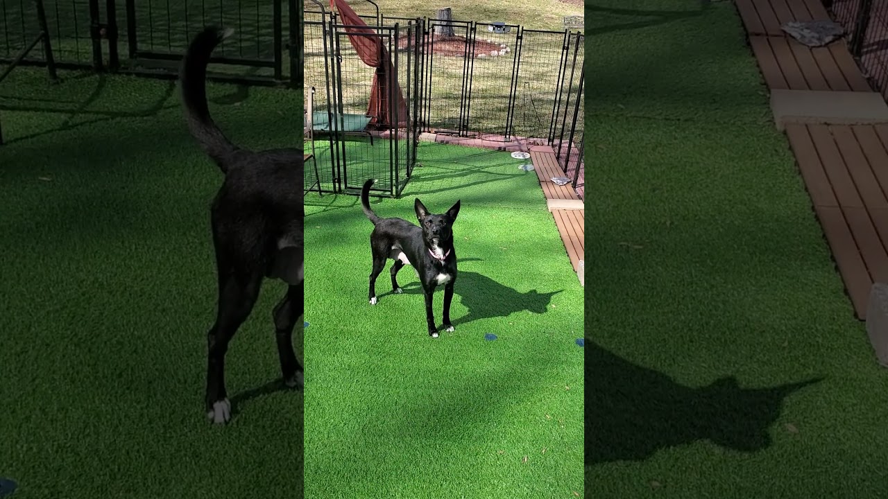 Enlarge Millie, a Adoptable mixed breed in Blairstown, NJ video 3/3