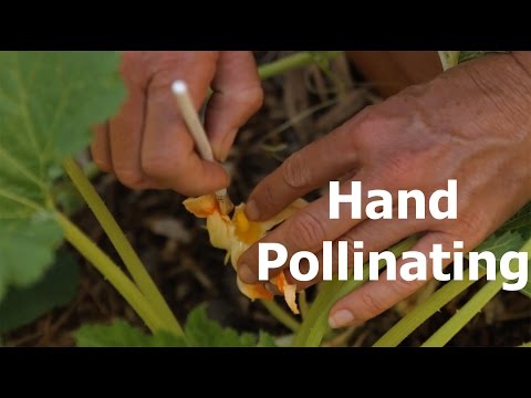 , title : 'How to Hand Pollinate and the Difference Between Male and Female Flowers