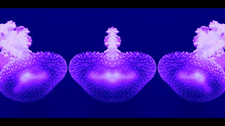 Flume - What You Need (Fan Made Music Video)